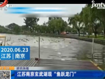 江苏南京玄武湖现“鱼跃龙门”
