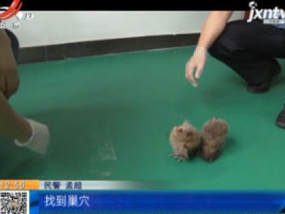 安徽池州：猫头鹰幼崽“迷路” 警民悉心救护