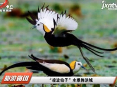 “凌波仙子”水雉舞洪城