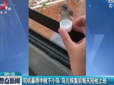广东：司机暴雨中救下小鸟 鸟儿恢复后每天陪他上班