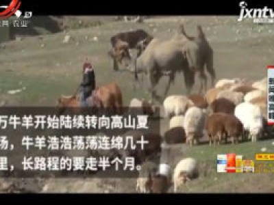 新疆：百万牛羊夏季大转场 浩浩荡荡连绵几十公里