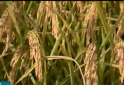 江西两个水稻品种被确认为超级稻