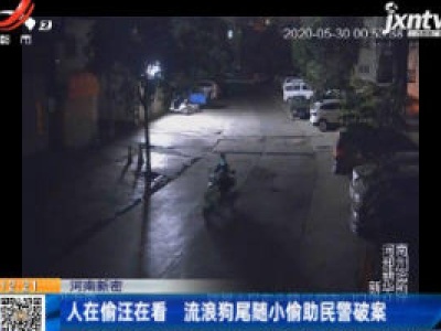 河南新密：人在偷汪在看 流浪狗尾随小偷助民警破案