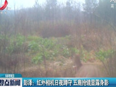 彭泽：红外相机日夜蹲守 五鹿抢镜显露身影