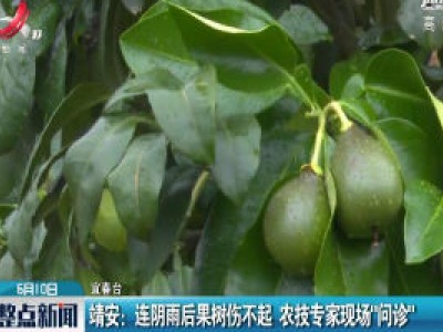 靖安：连阴雨后果树伤不起 农技专家现场“问诊”