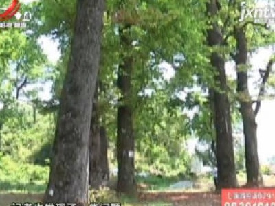 百年古树面临危机 珍稀树种该如何挽救？（一）