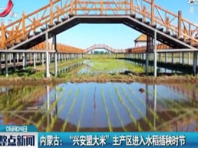 内蒙古： “兴安盟大米” 主产区进入水稻插秧时节
