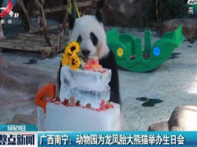 广西南宁：动物园为龙凤胎大熊猫举办生日会