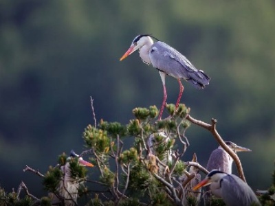 守护“鹭鸟天堂” 鄱阳湖畔的人鹭情缘