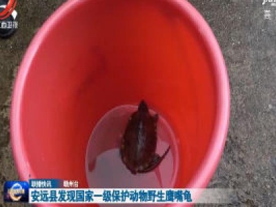    安远县发现国家一级保护动物野生鹰嘴龟