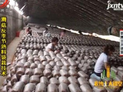 农博士大讲堂20200616 滑菇反季节熟料袋栽技术