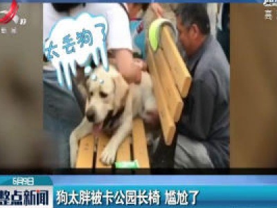 北京：狗太胖被卡公园长椅 尴尬了