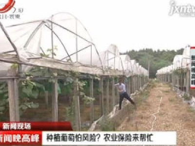 【新闻现场】南昌：种植葡萄怕风险？ 农业保险来帮忙
