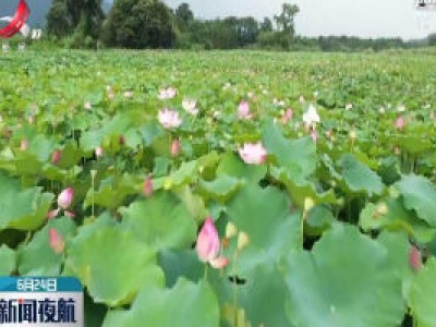奉新·小长假推荐：俏丽的奉新荷韵