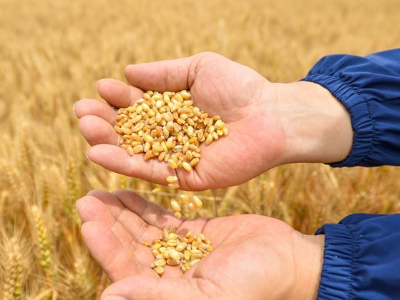 全国已收获小麦面积超1.6亿亩 今年夏粮丰收在望