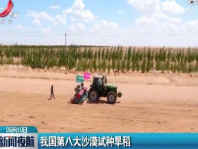 我国第八大沙漠试种旱稻