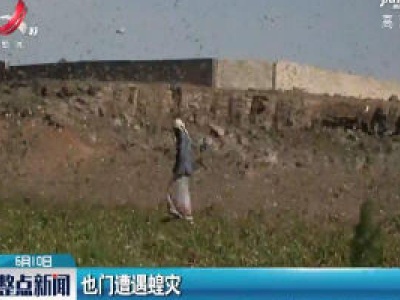 也门遭遇蝗灾