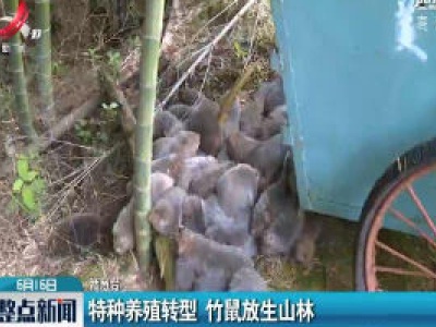 赣州：特种养殖转型 竹鼠放生山林