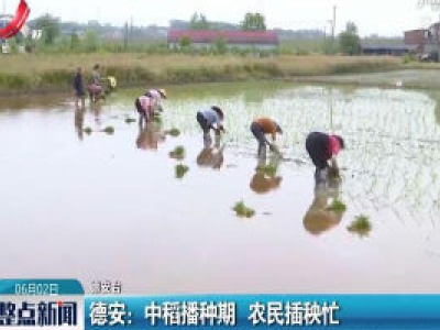 德安：中稻播种期 农民插秧忙