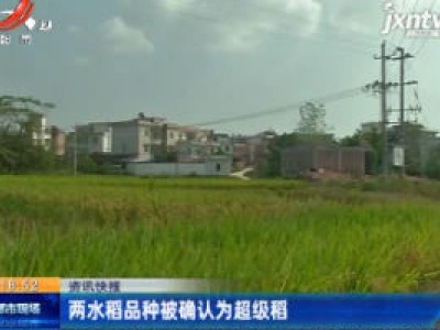 两水稻品种被确认为超级稻