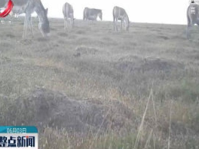 新疆阿尔金山：藏野驴结队出行 头驴管理有方