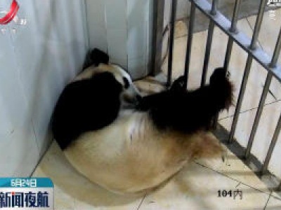 大熊猫“鑫鑫”顺利产仔