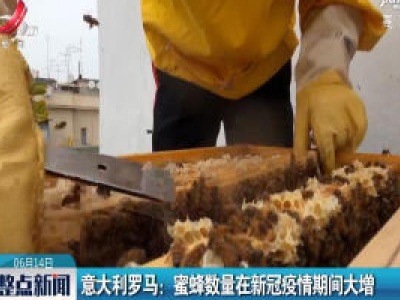 意大利罗马：蜜蜂数量在新冠疫情期间大增
