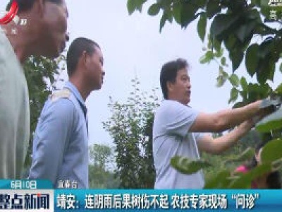 靖安：连阴雨后果树伤不起 农技专家现场“问诊”