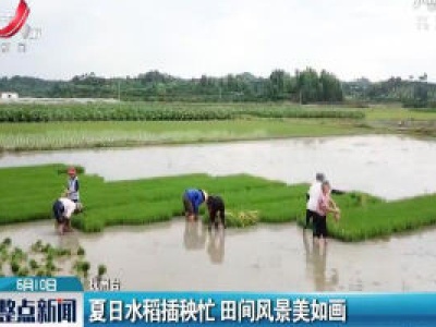 抚州：夏日水稻插秧忙 田间风景美如画