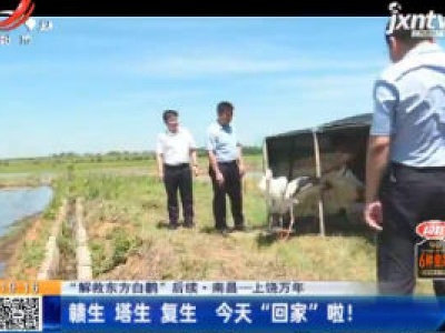 【“解救东方白鹳” 后续·南昌-上饶万年】赣生 塔生 复生 6月17日“回家”啦！