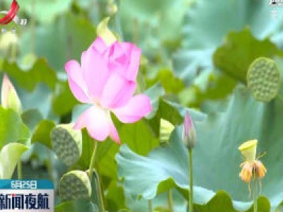 泰和：荷花盛开莲子香甜