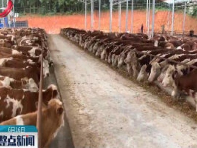 新余：肉牛活体抵押贷助贫困户脱贫