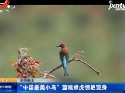 湖南衡东：“中国最美小鸟” 蓝喉蜂虎惊艳现身