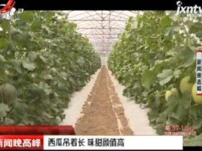 江苏：西瓜吊着长 味甜颜值高