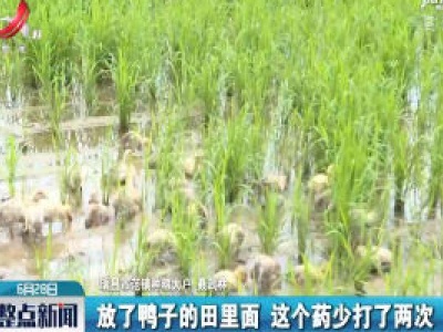 九江：推行稻鸭共作模式 水稻少用农药化肥