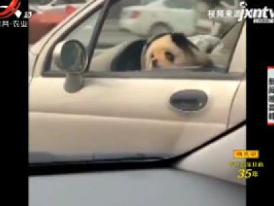 乐山：快看！那辆车的驾驶座有只“熊猫”