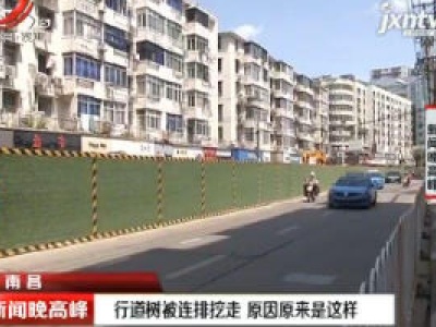 南昌：行道树被连排挖走 原因原来是这样