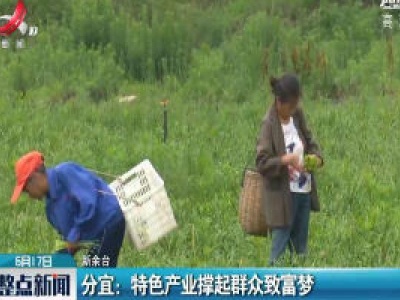 分宜：特色产业撑起群众致富梦