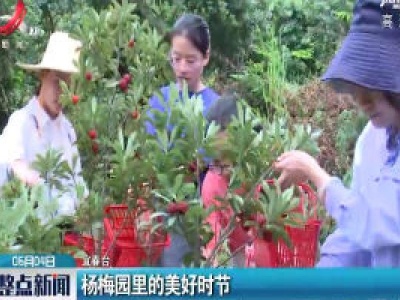 宜春上高：杨梅园里的美好时节