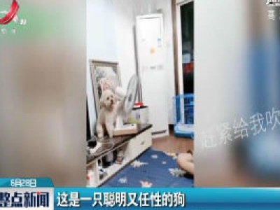 吉林：这是一只聪明又任性的狗