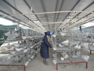 金溪：蛋鸽养殖让“空壳村”变“实业村”
