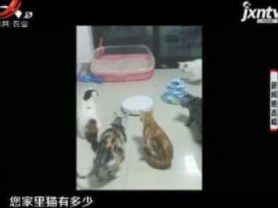 重庆：楼下诉楼上养几十只猫 楼上告楼下频频骚扰