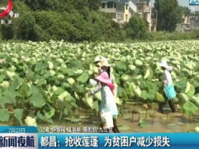 都昌：抢收莲蓬 为贫困户减少损失