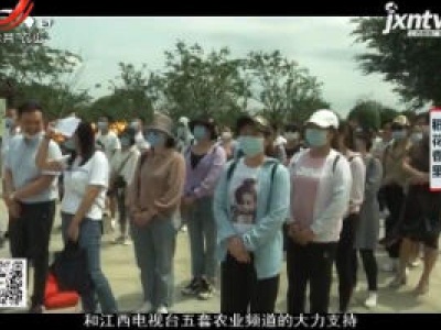 稻花香里20200731