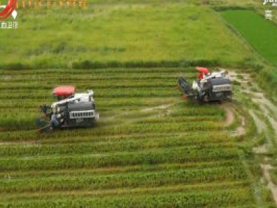 万年：24万亩早稻开镰收割
