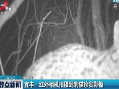 宜丰：红外相机拍摄到豹猫珍贵影像