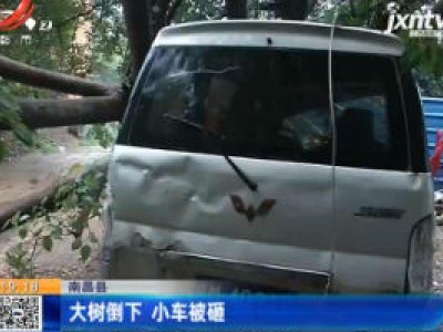 南昌县：大树倒下 小车被砸