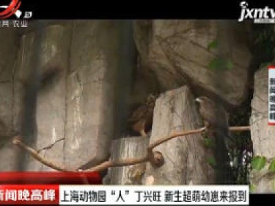 上海动物园“人”丁兴旺 新生超萌幼崽来报到