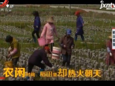 稻花香里20200714