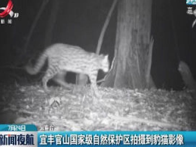 宜丰官山国家级自然保护区拍摄到豹猫影像